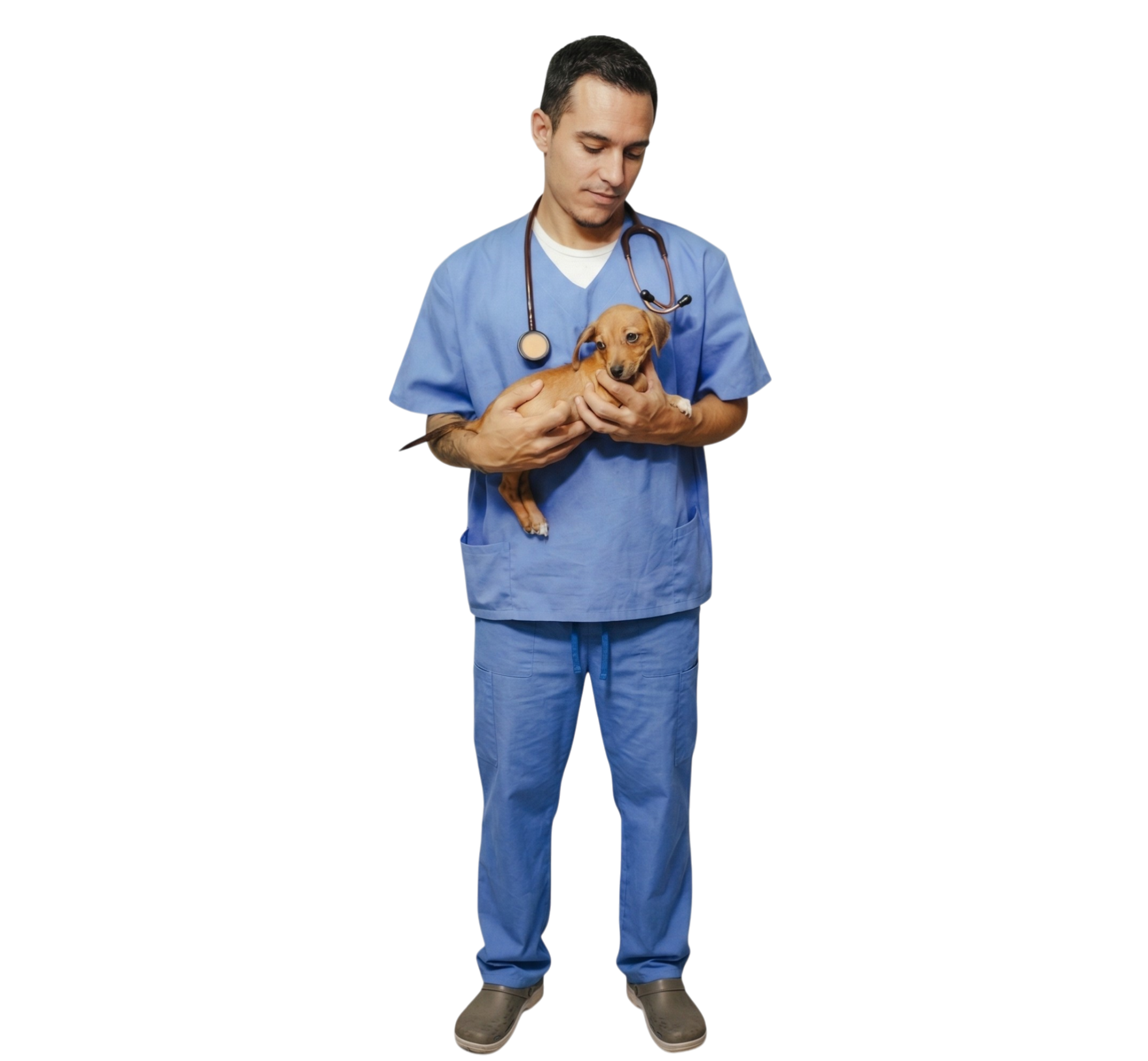 Perro desparasitación