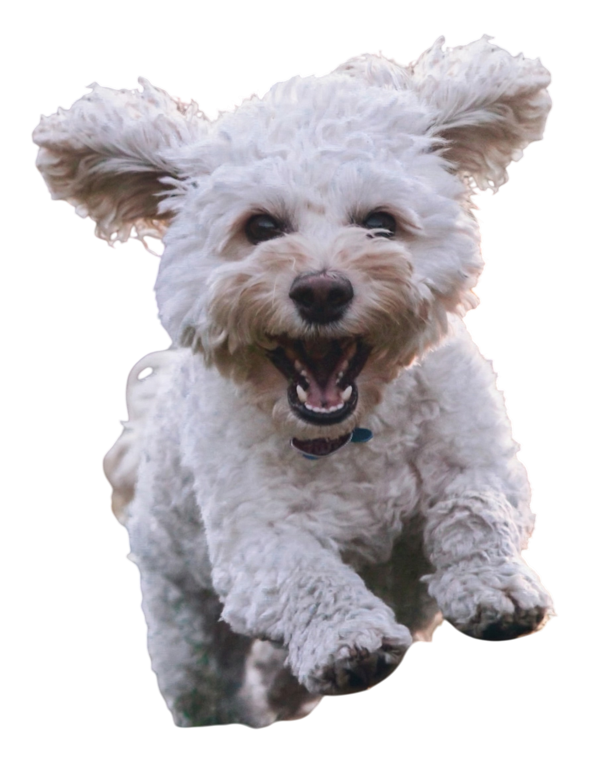 Certificación de viaje mascotas